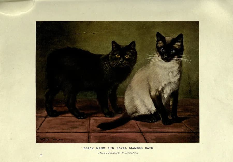 Illustration ancienne d'un chat siamois royal (The Book of the Cat, 1903)