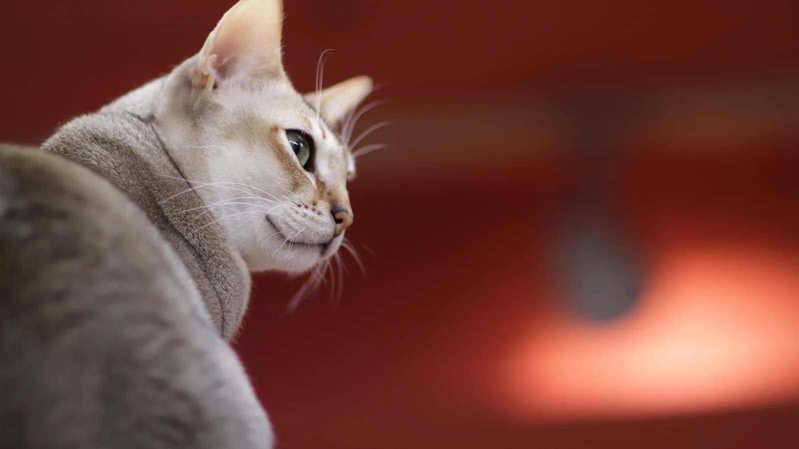 Chat Singapura sépia agouti aux grands yeux
