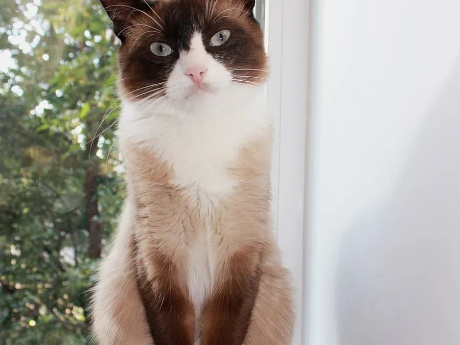 Snowshoe de face, masque brun et large plastron blanc descendant sur le poitrail