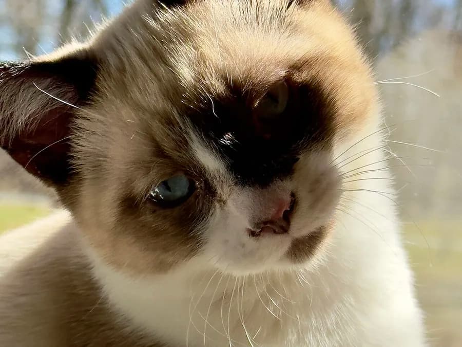 Portrait de snowshoe aux yeux bleus, marque blanche en V sur le museau
