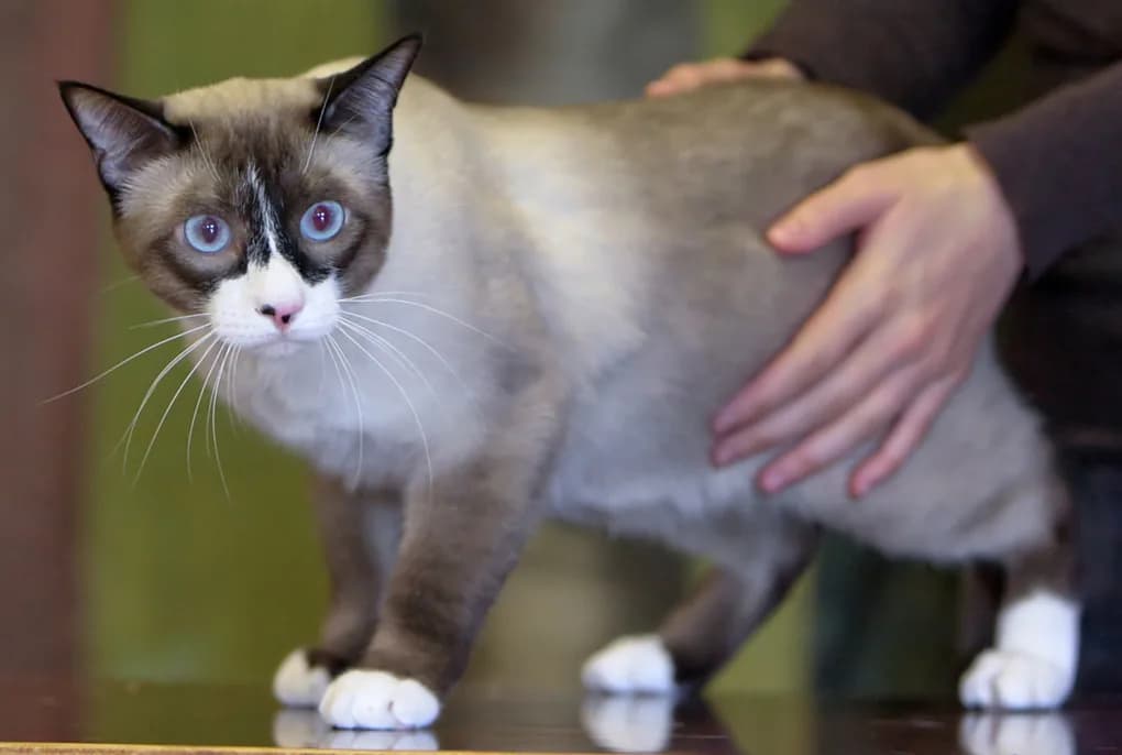 Snowshoe debout de face, les quatre pattes blanches qui ont donné son nom à la race