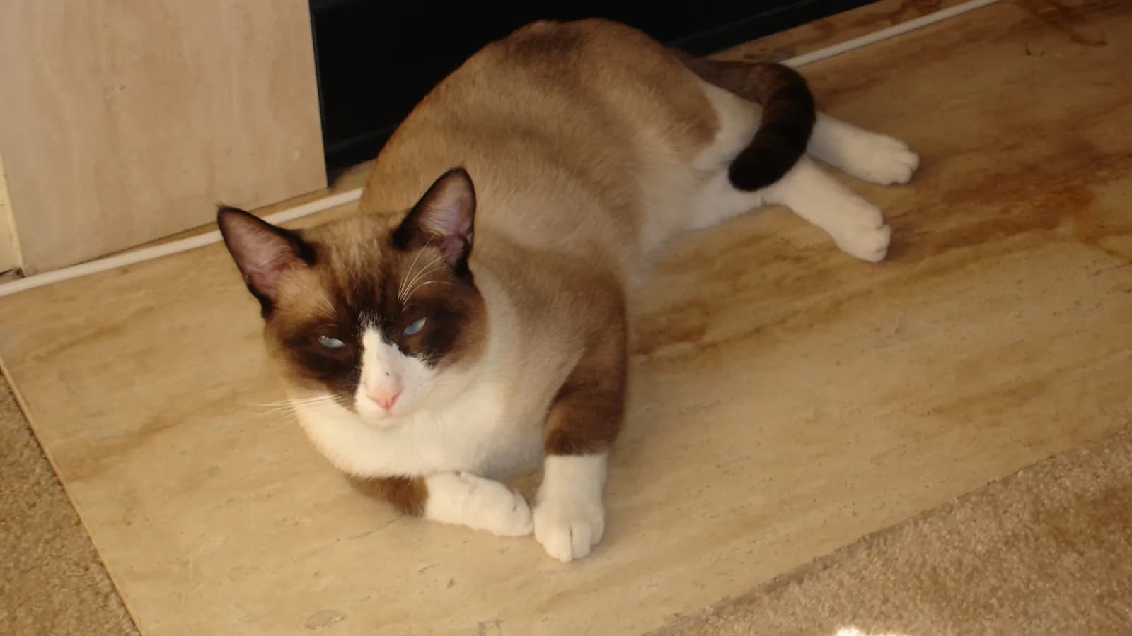 Chat Snowshoe colourpoint aux chaussons blancs
