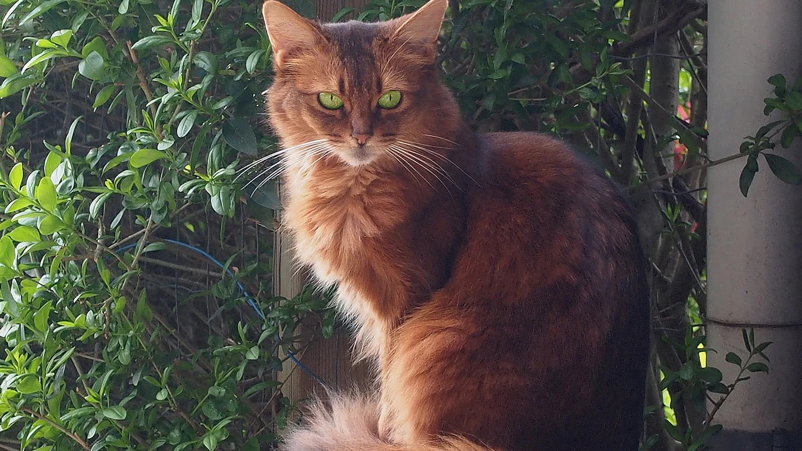 Chat Somali au poil mi-long ticked et à la queue en panache