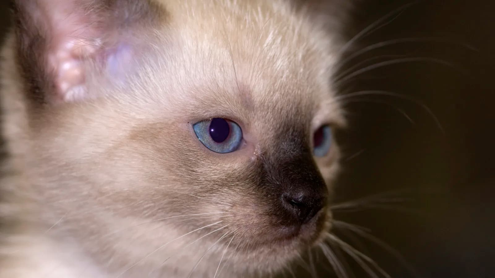 Chat Thaï colourpoint à tête ronde aux yeux bleus