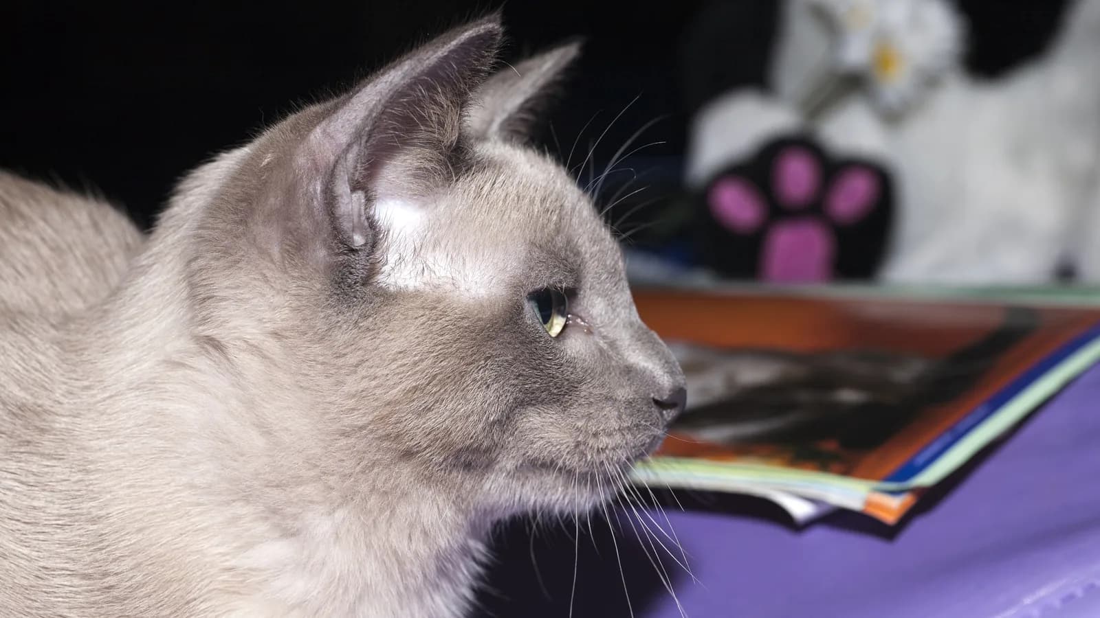 Chat Tonkinois à la robe mink et aux yeux aigue-marine