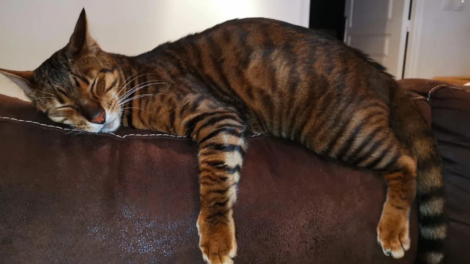 Toyger au pelage rayé façon tigre miniature