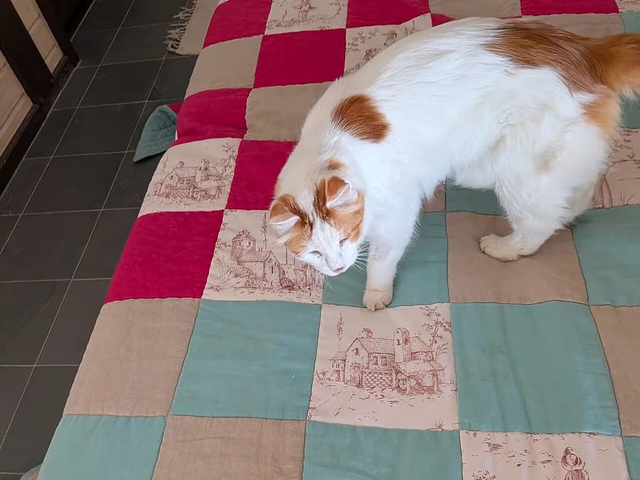 Turc de Van étendu sur un tapis, queue rousse en panache et corps entièrement blanc