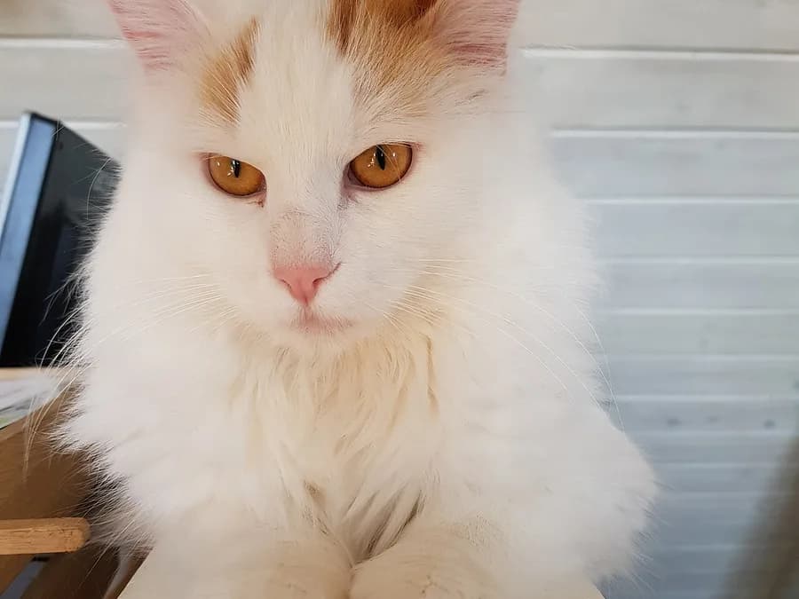 Portrait de turc de Van aux yeux ambrés, collerette blanche et taches rousses sur le crâne