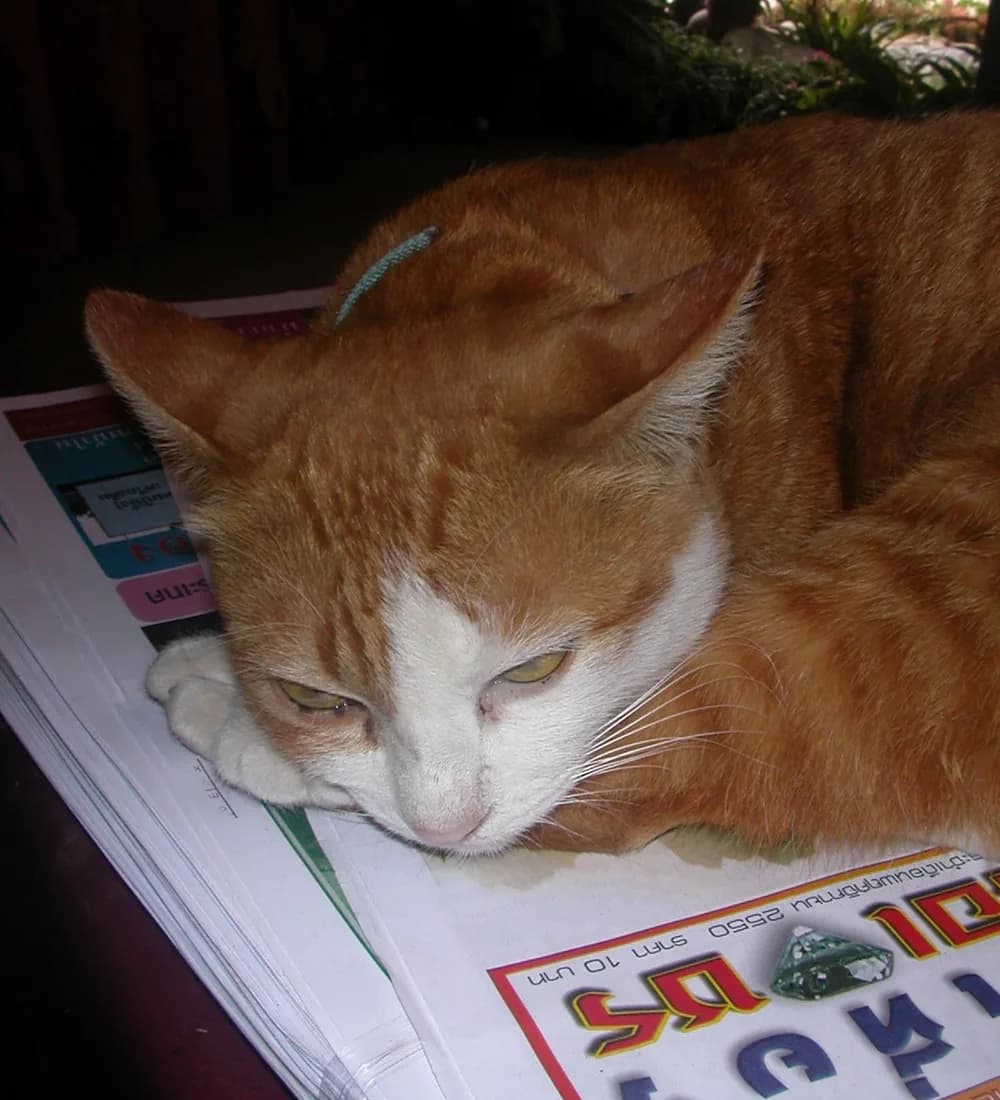 Gros plan sur le visage d'un chat au regard attentif