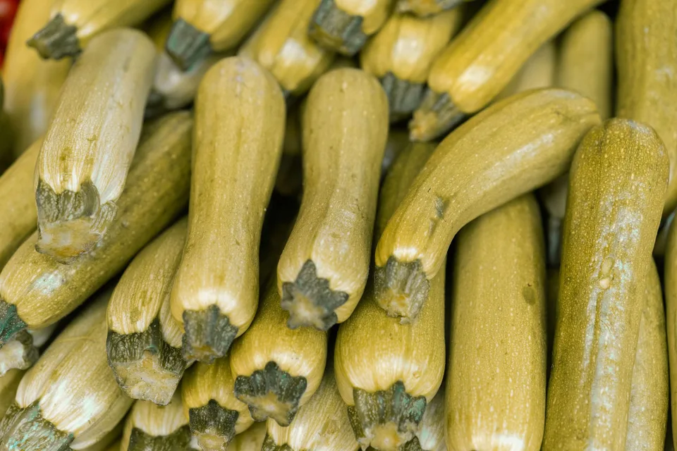 Courgettes fraîches