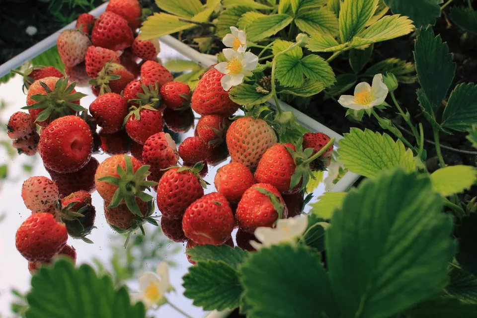 Fraises fraîches