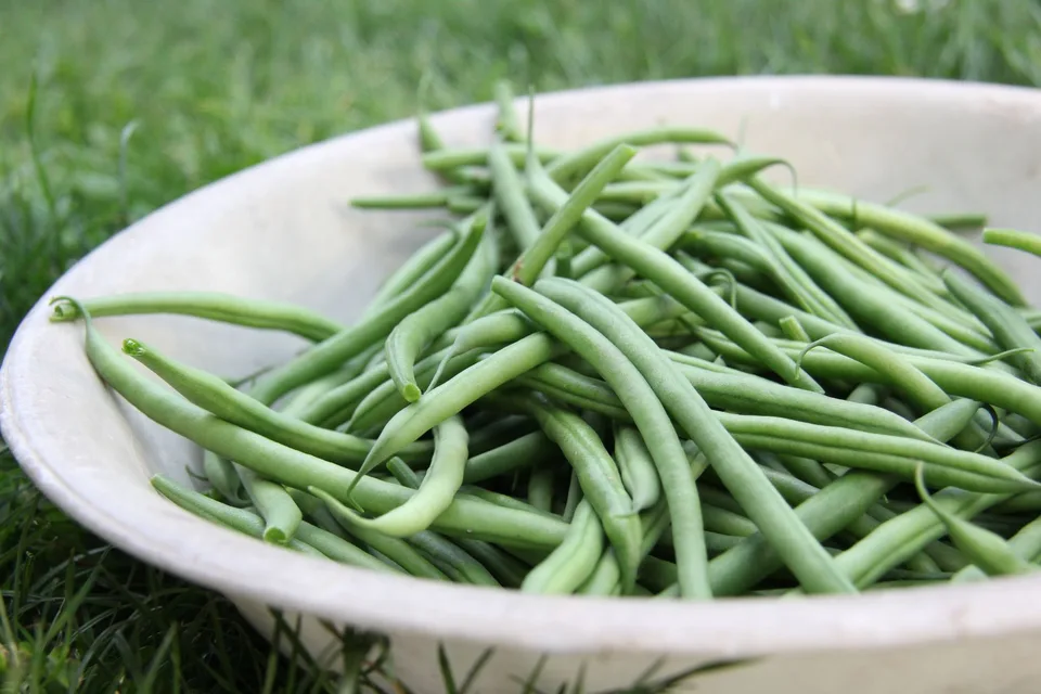 Haricots verts dans un saladier