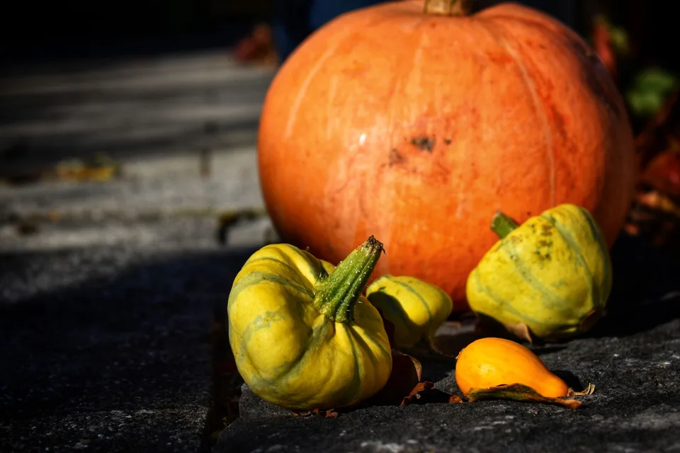 Potiron et petites courges