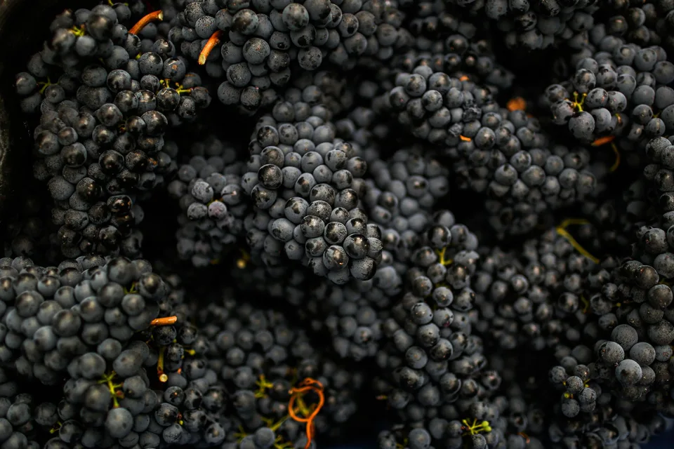 Grappe de raisin noir