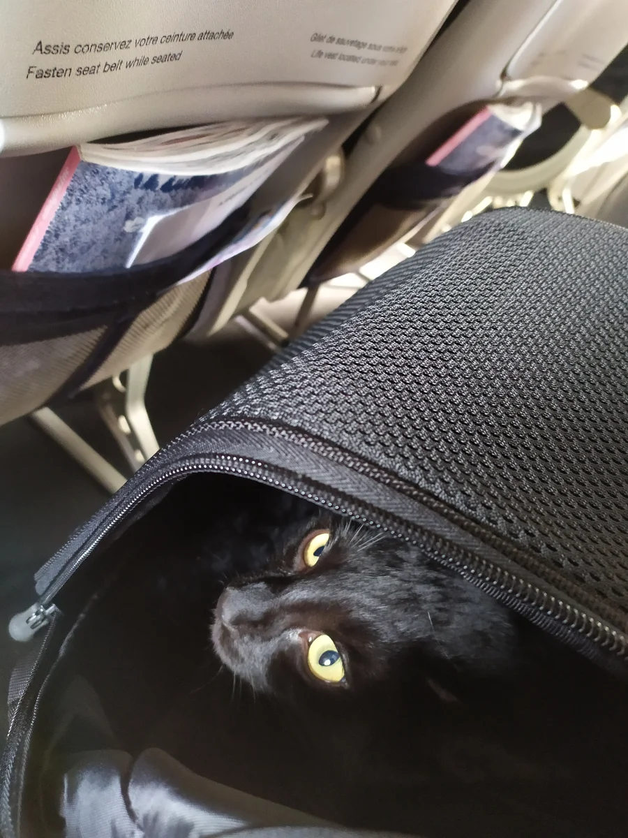 Chat noir dans son sac de transport souple, installé en cabine sous les consignes de sécurité