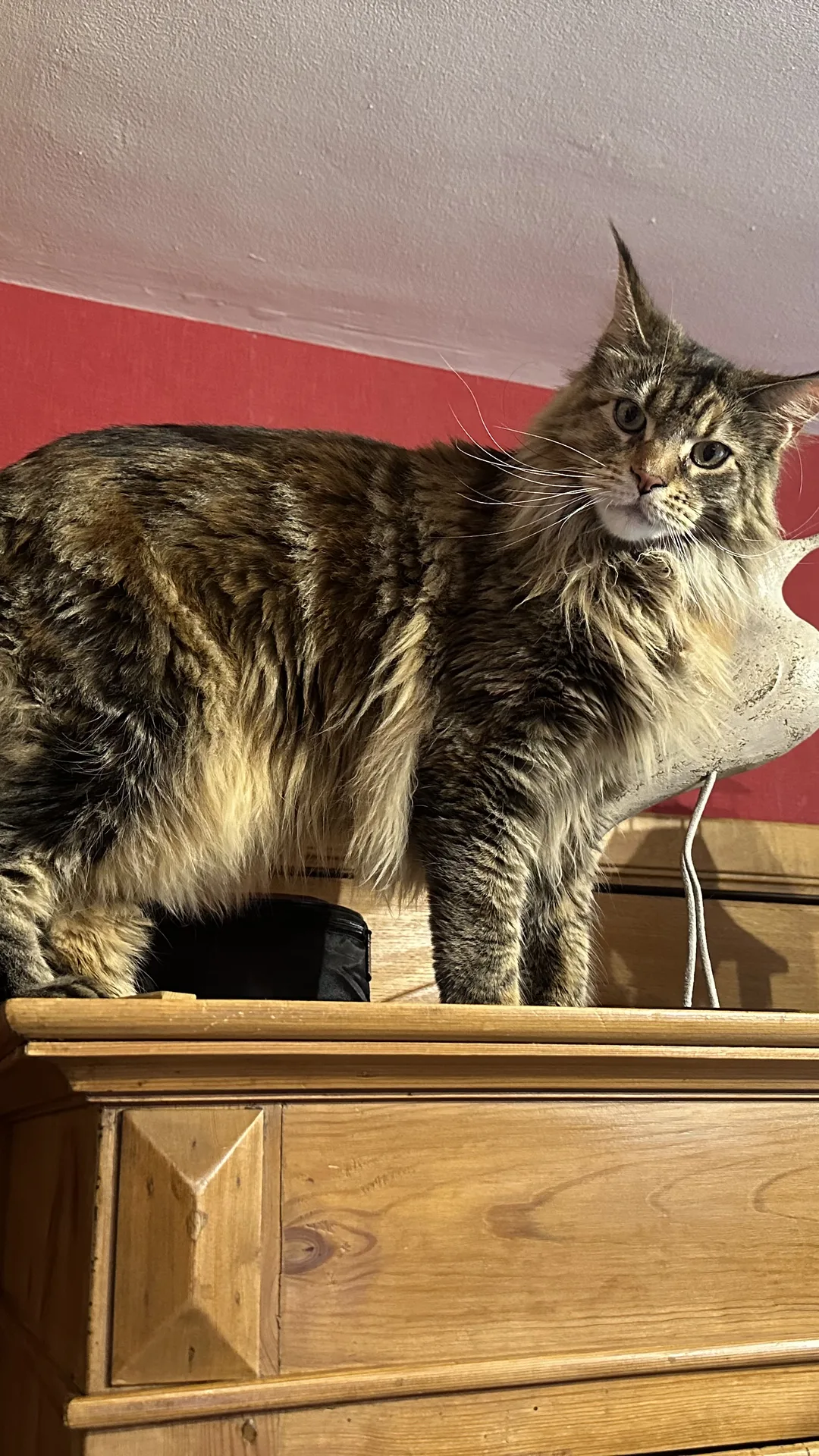 Lilith, chat de Tom