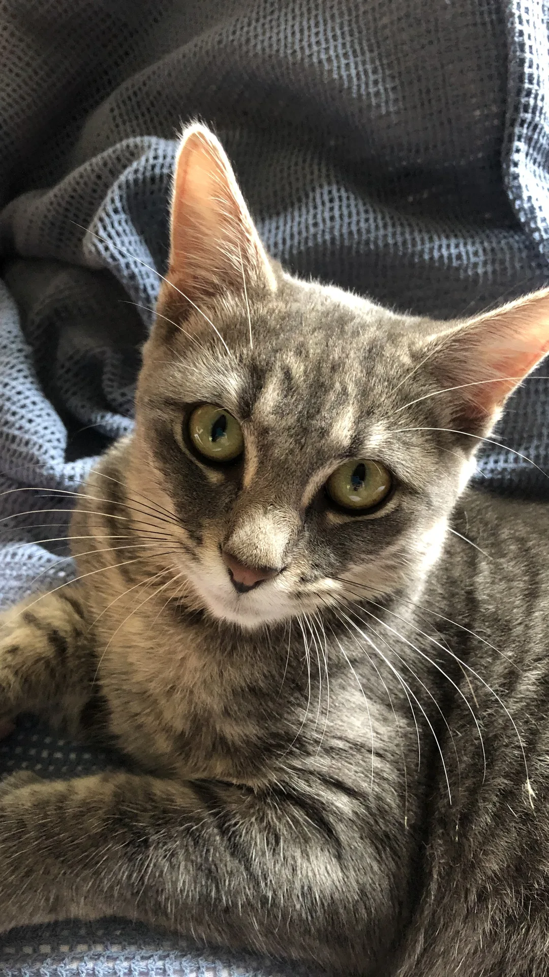 Mimine, chat de Marie-Paule