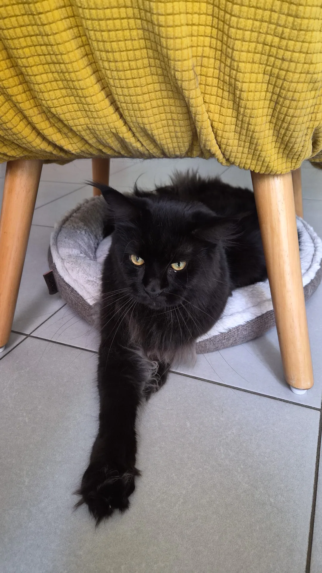 Zorro, Maine Coon d'un membre de la communauté