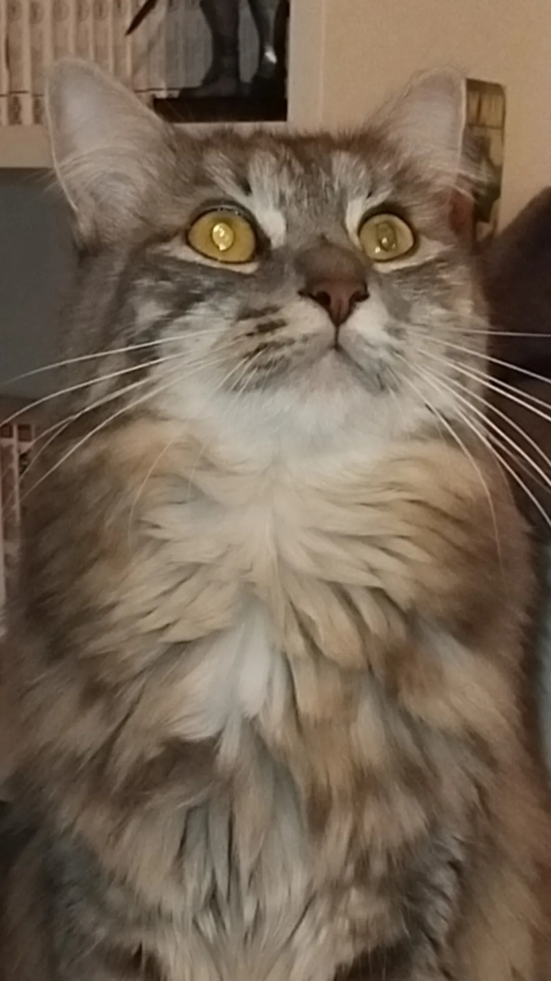 Ohana, chat de Luna obscuria