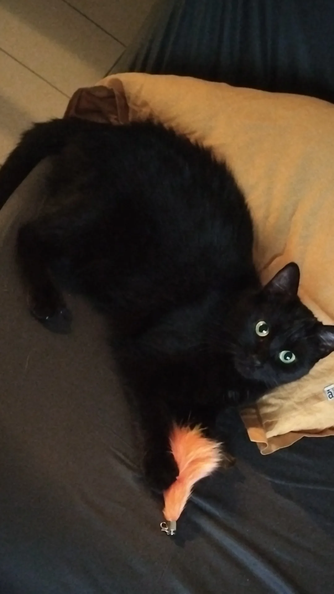 Dinah, chat de Luna obscuria