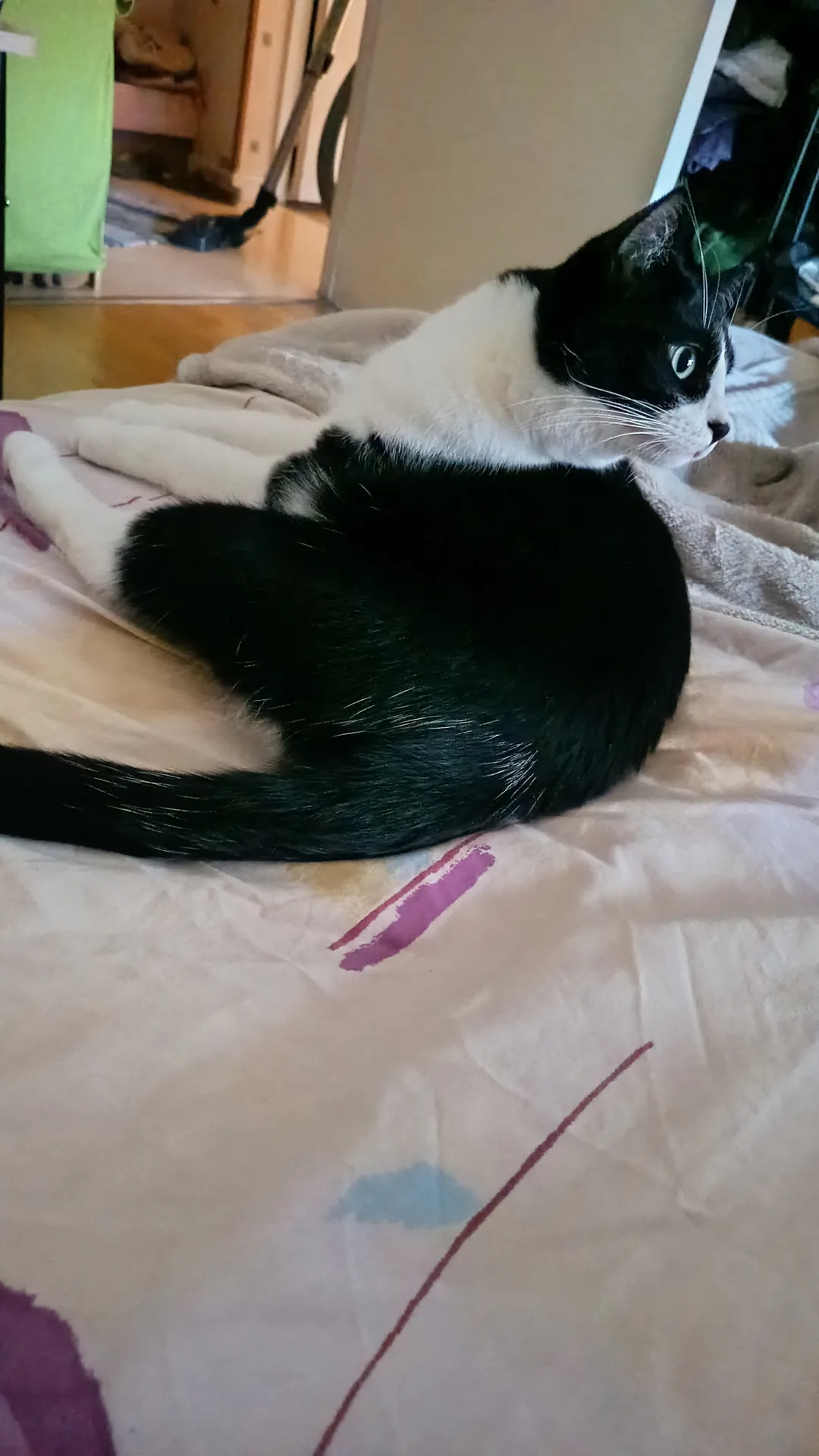 Zoé, chat de Asuna