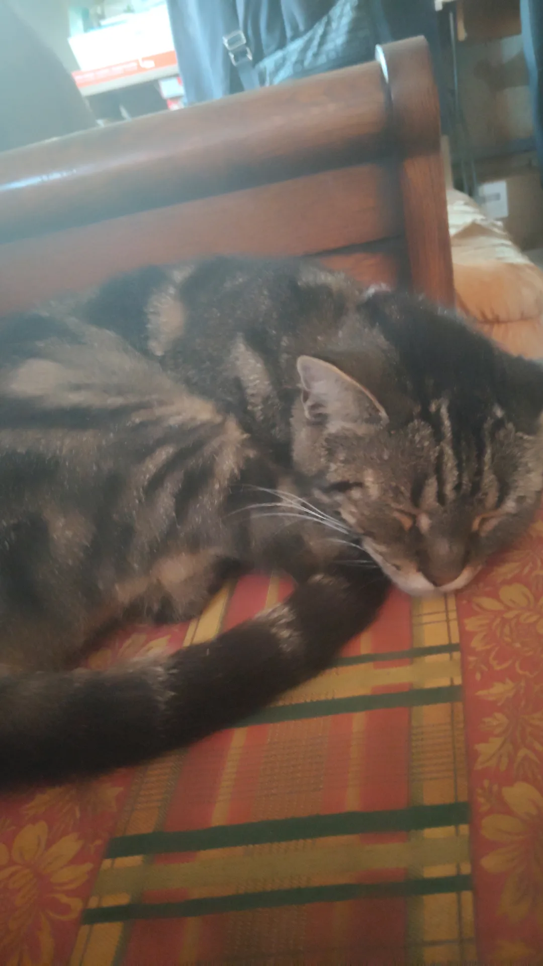 Chanelle, chat de Ayame