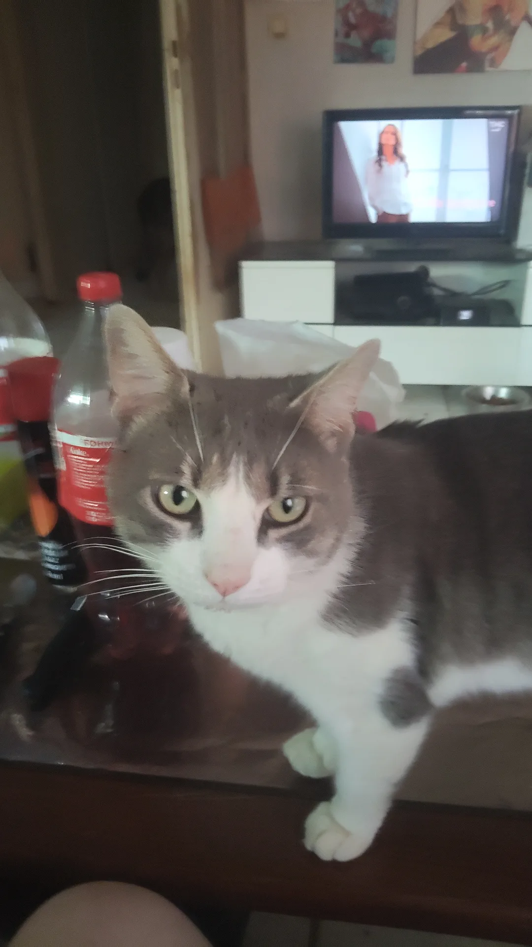 Jumbo, chat de Ayame