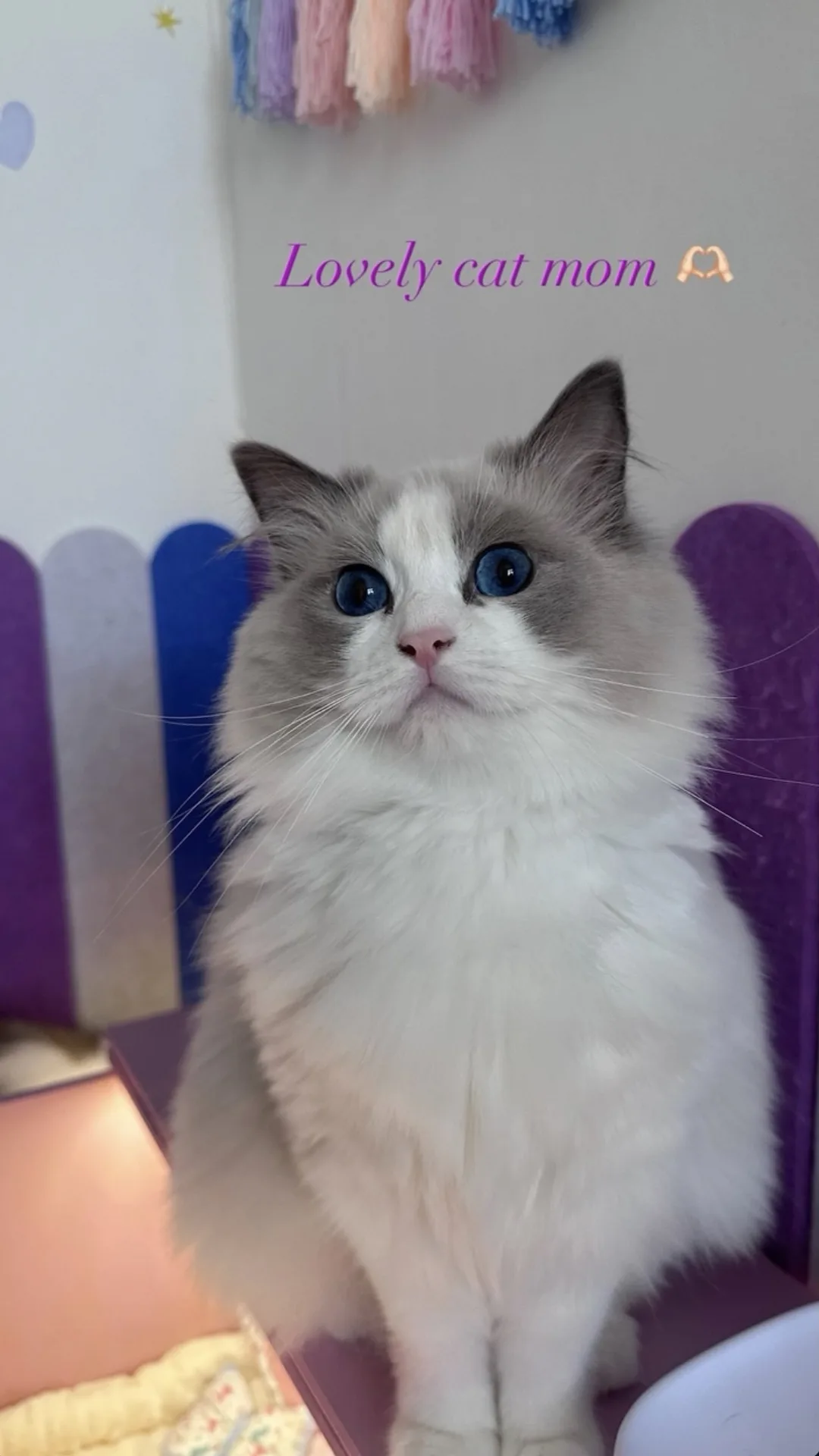 Altesse, Ragdoll d'un membre de la communauté