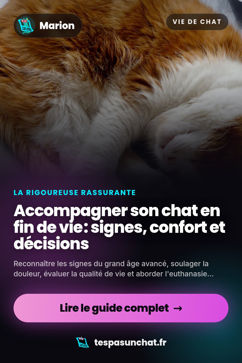 Accompagner son chat en fin de vie : signes, confort et décisions