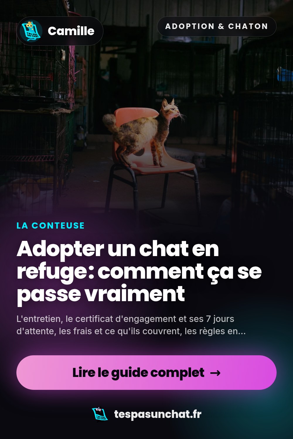 Adopter un chat en refuge : comment ça se passe vraiment