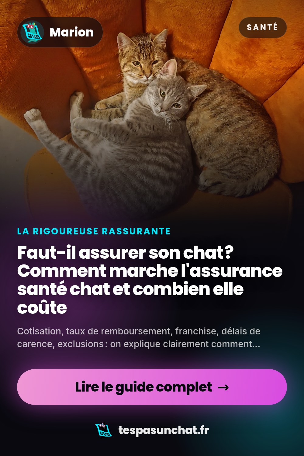 Faut-il assurer son chat ? Comment marche l'assurance santé chat et combien elle coûte