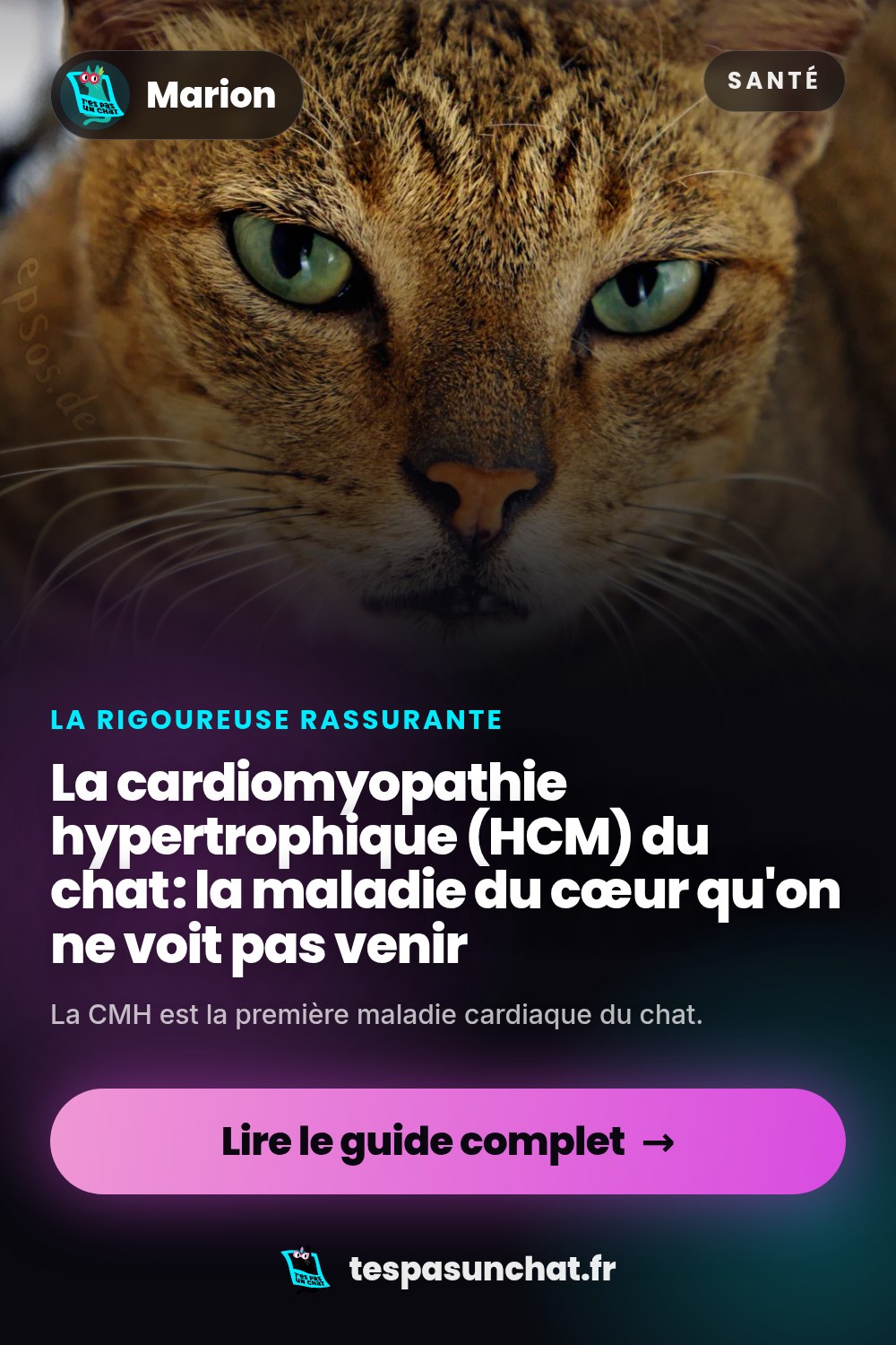 La cardiomyopathie hypertrophique (HCM) du chat : la maladie du cœur qu'on ne voit pas venir