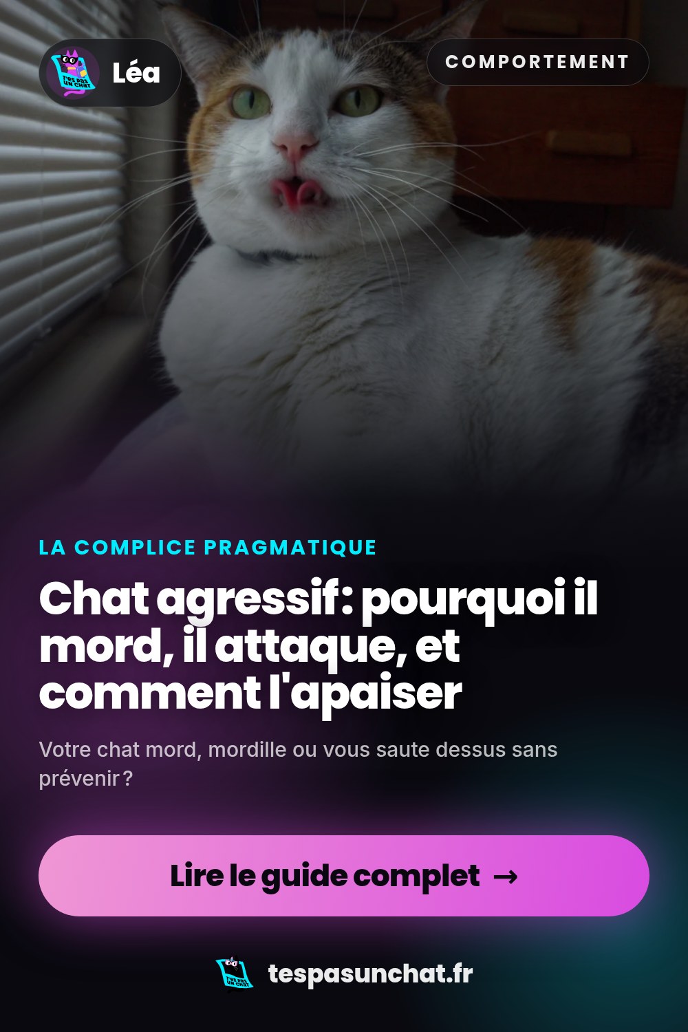 Chat agressif : pourquoi il mord, il attaque, et comment l'apaiser