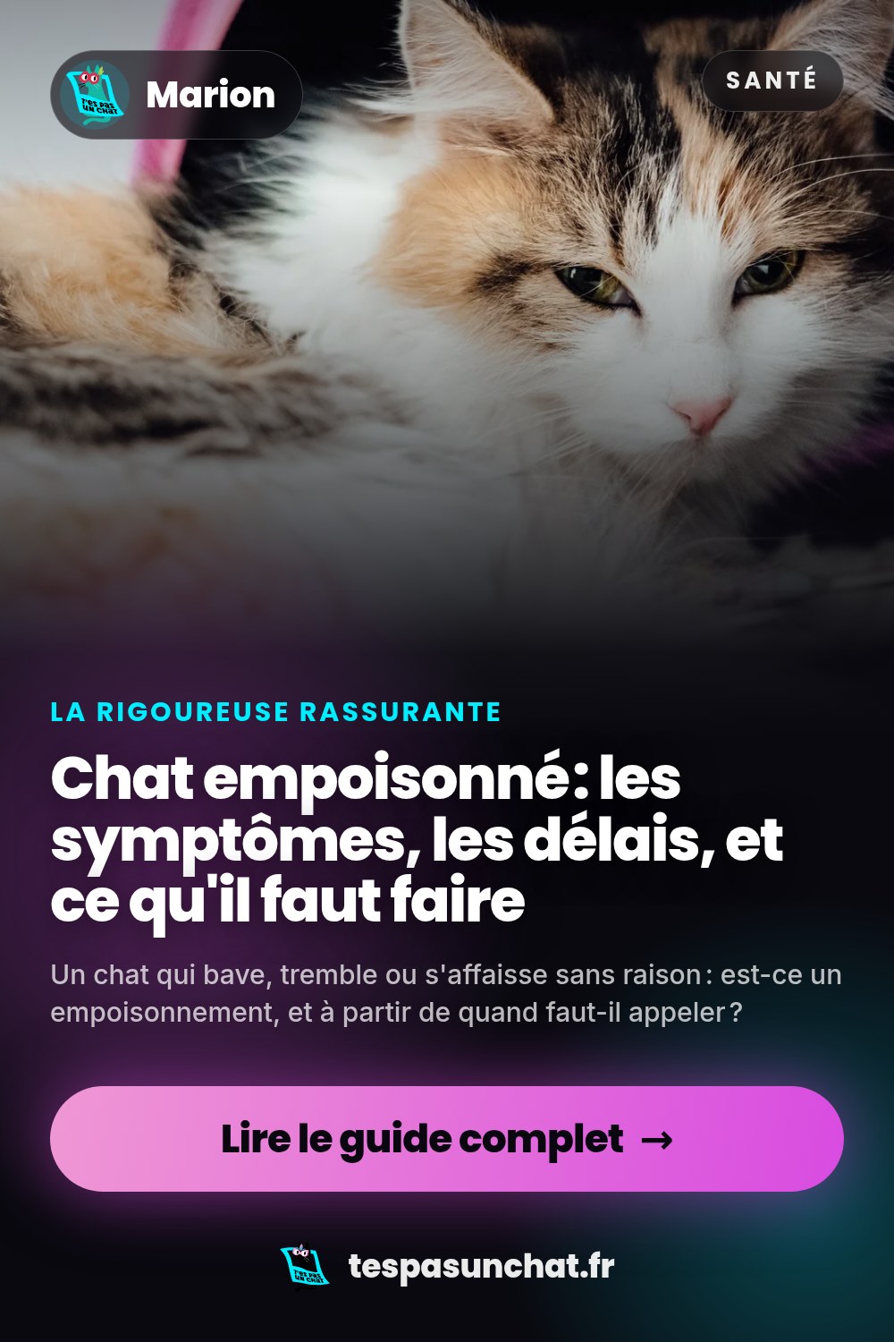 Chat empoisonné : les symptômes, les délais, et ce qu'il faut faire