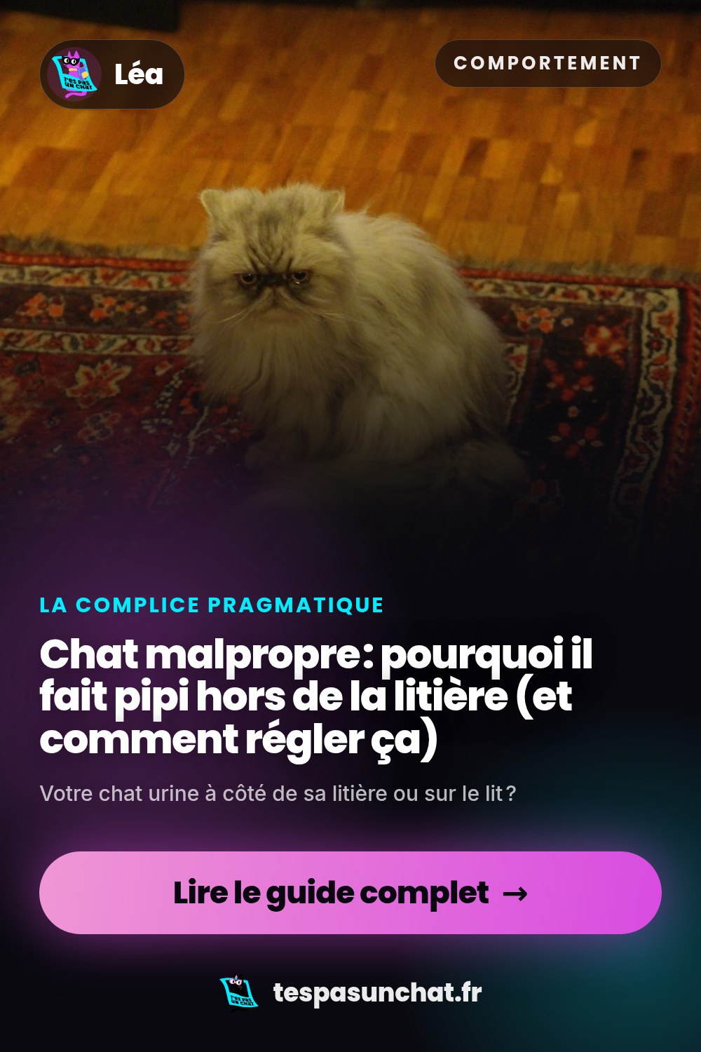 Chat malpropre : pourquoi il fait pipi hors de la litière (et comment régler ça)