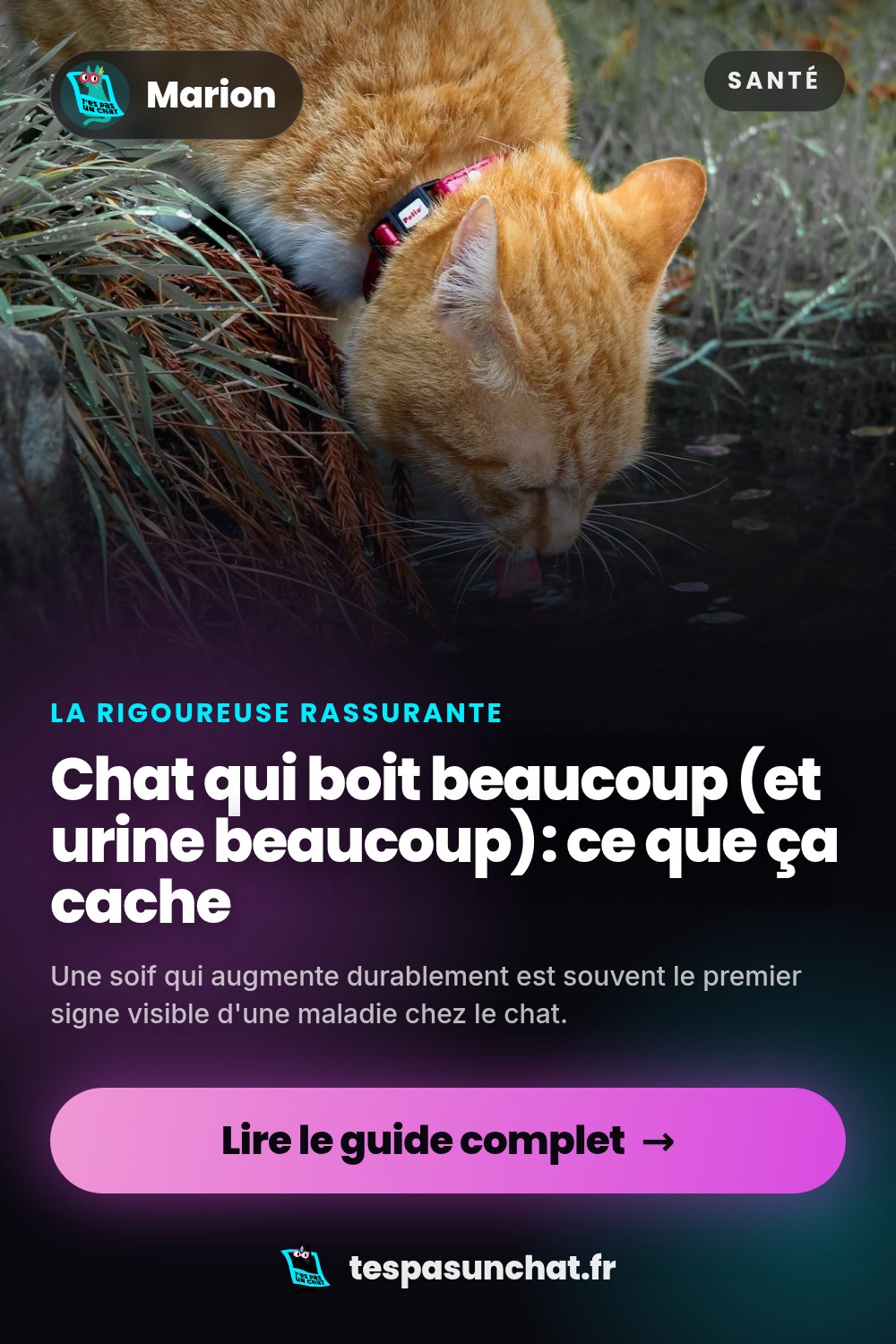 Chat qui boit beaucoup (et urine beaucoup) : ce que ça cache