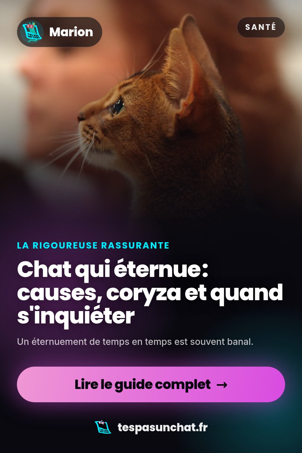 Chat qui éternue : causes, coryza et quand s'inquiéter