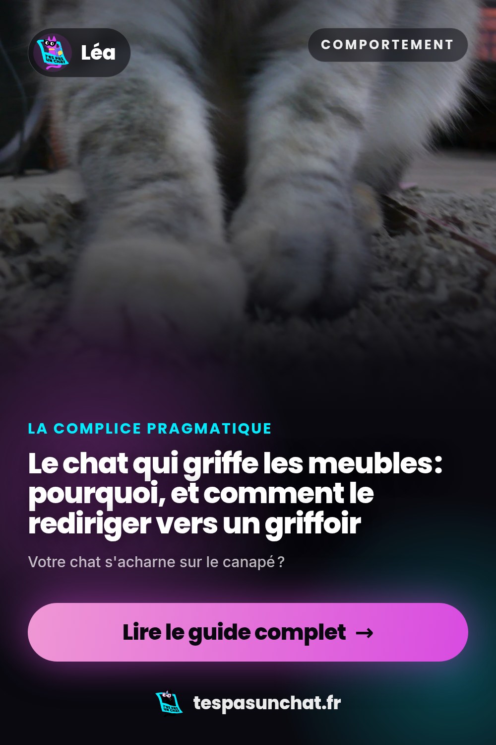 Le chat qui griffe les meubles : pourquoi, et comment le rediriger vers un griffoir