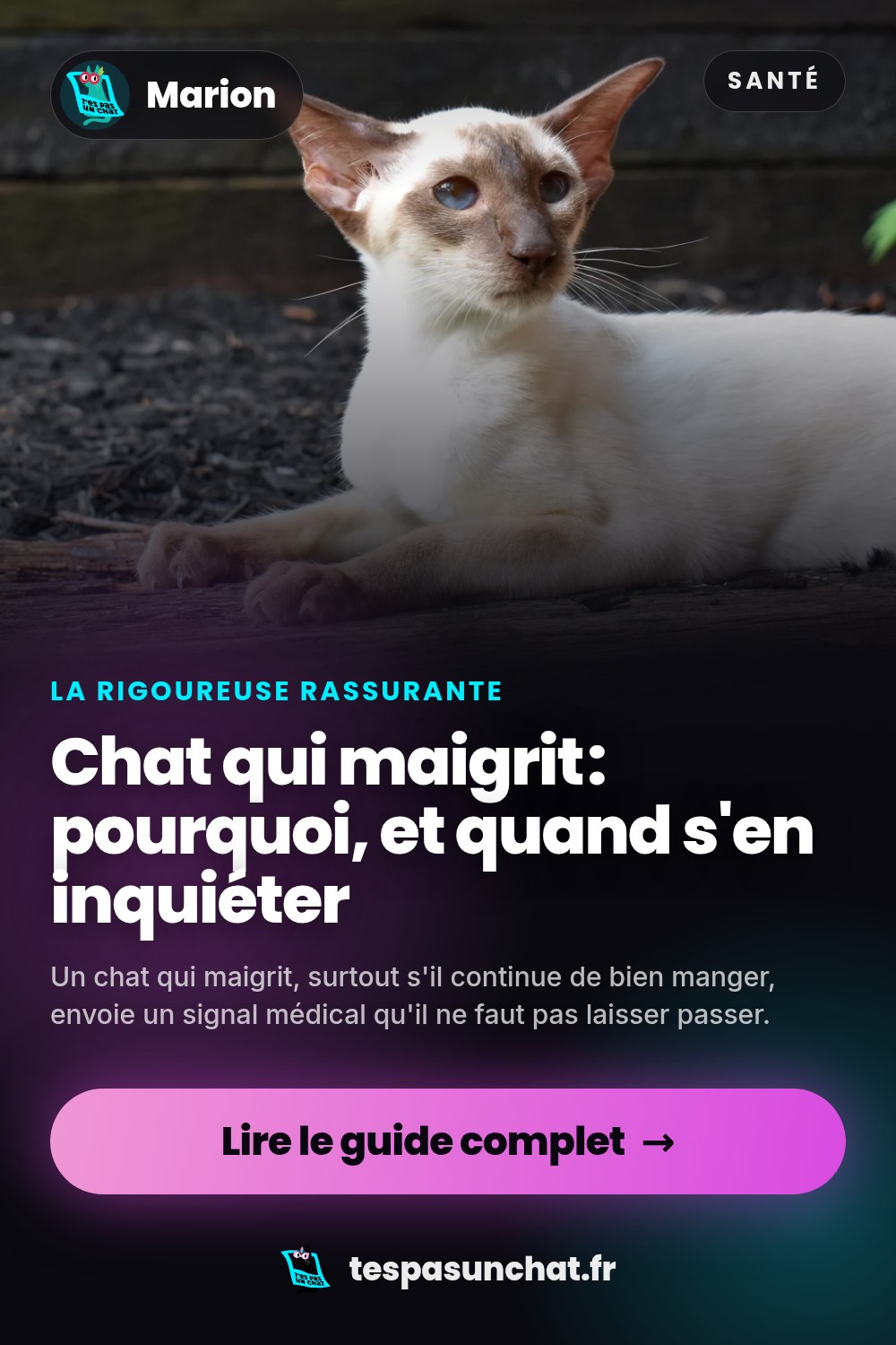 Chat qui maigrit : pourquoi, et quand s'en inquiéter