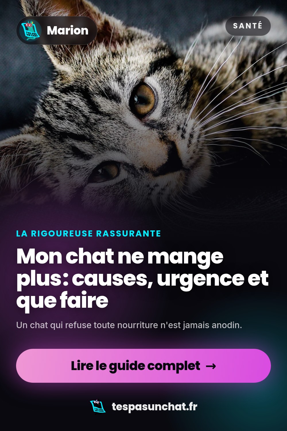 Mon chat ne mange plus : causes, urgence et que faire