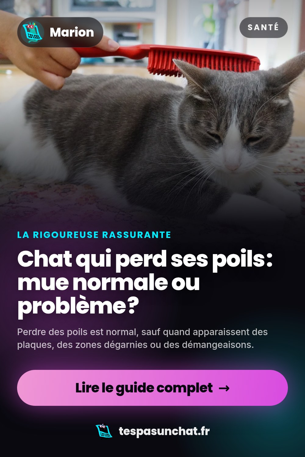 Chat qui perd ses poils : mue normale ou problème ?