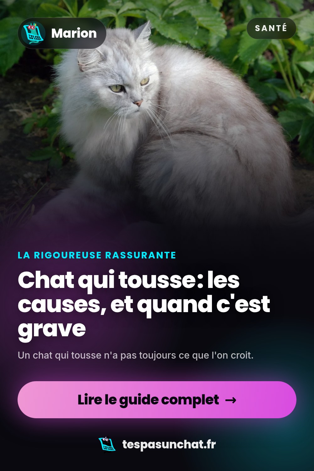Chat qui tousse : les causes, et quand c'est grave