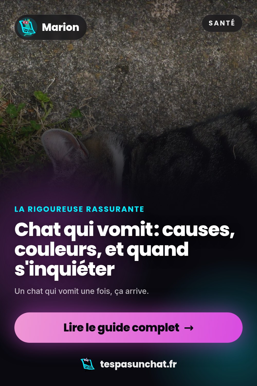 Chat qui vomit : causes, couleurs, et quand s'inquiéter