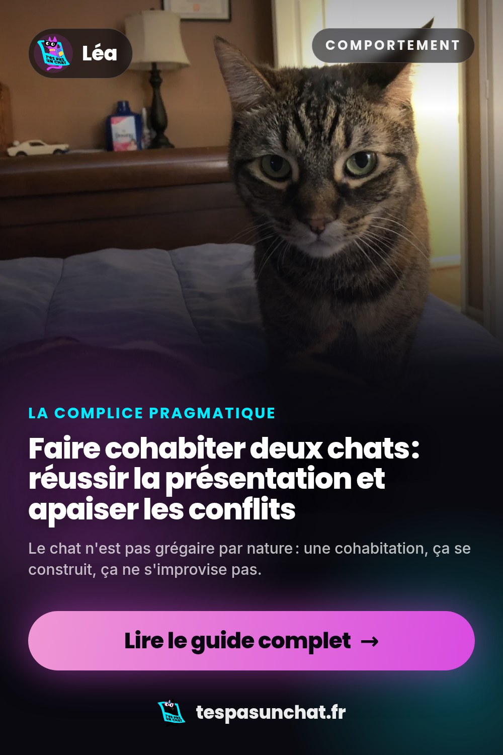 Faire cohabiter deux chats : réussir la présentation et apaiser les conflits