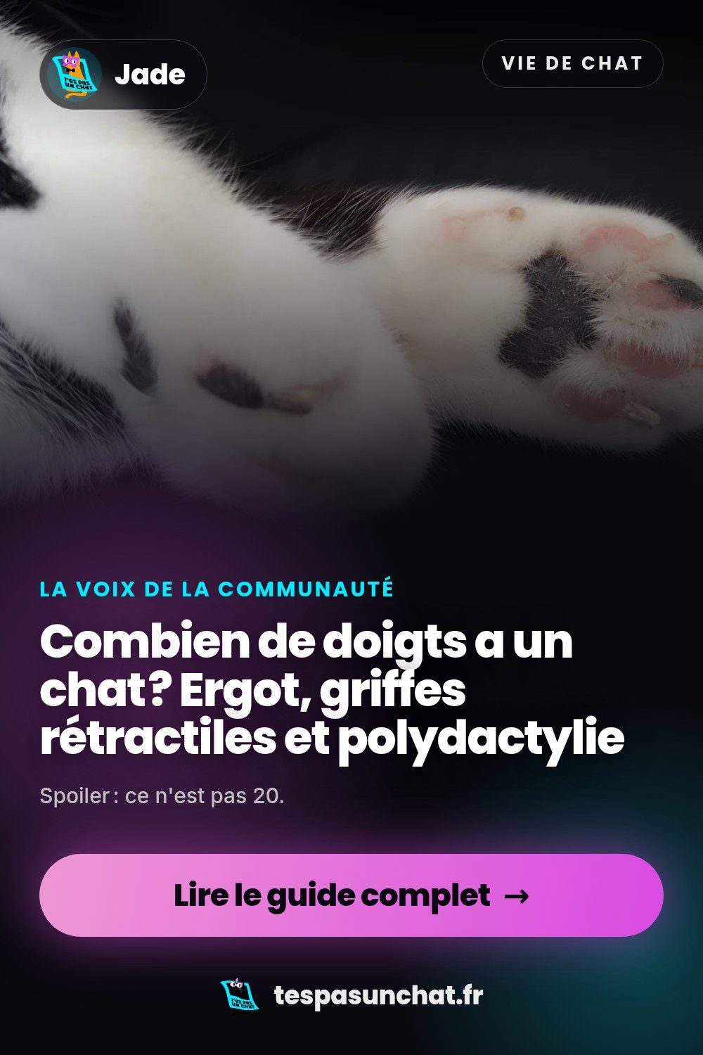 Combien de doigts a un chat ? Ergot, griffes rétractiles et polydactylie