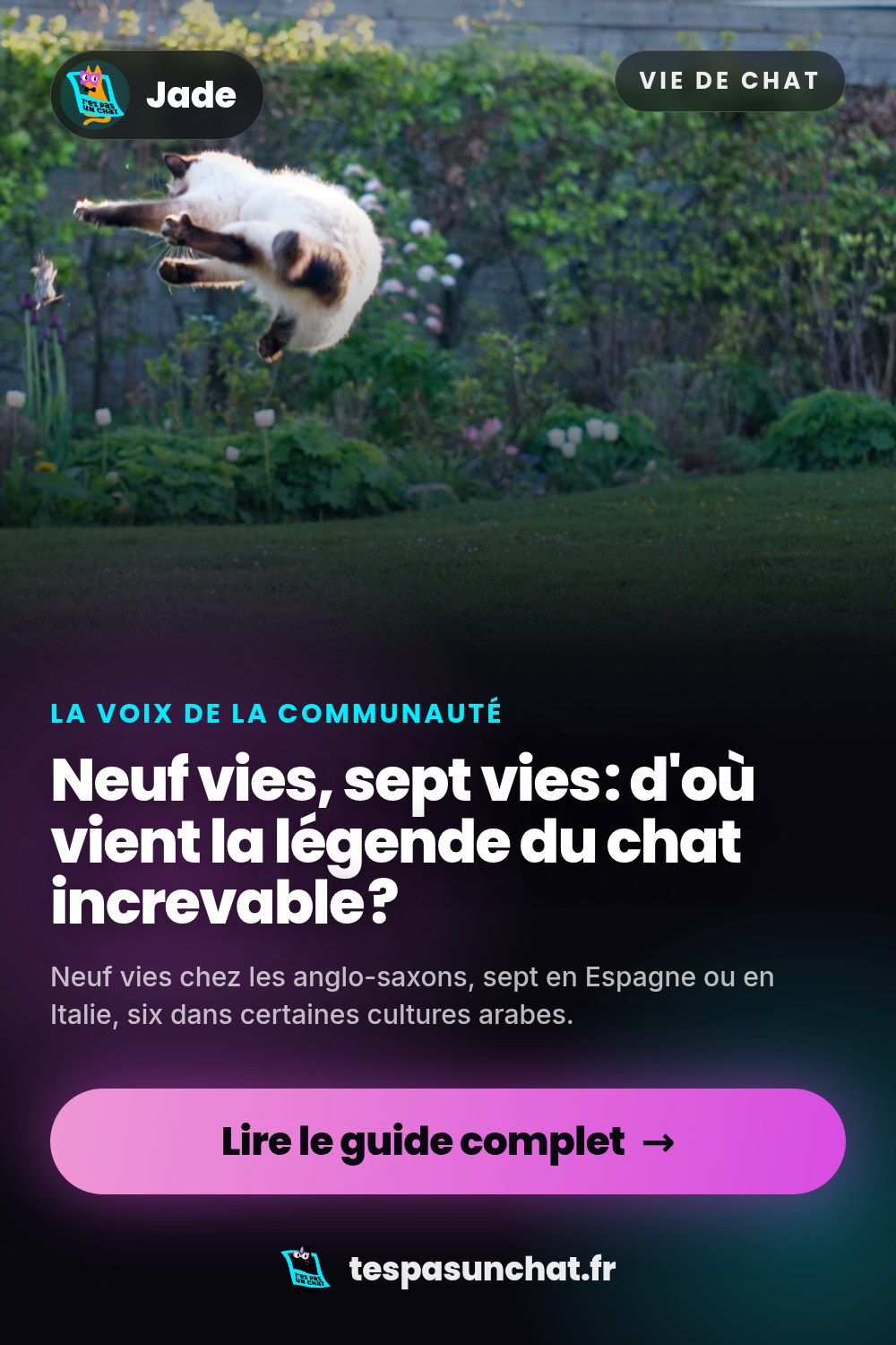 Neuf vies, sept vies : d'où vient la légende du chat increvable ?