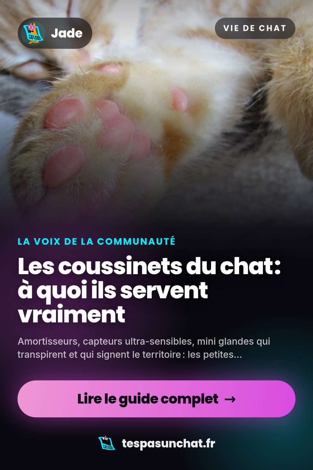 Les coussinets du chat : à quoi ils servent vraiment
