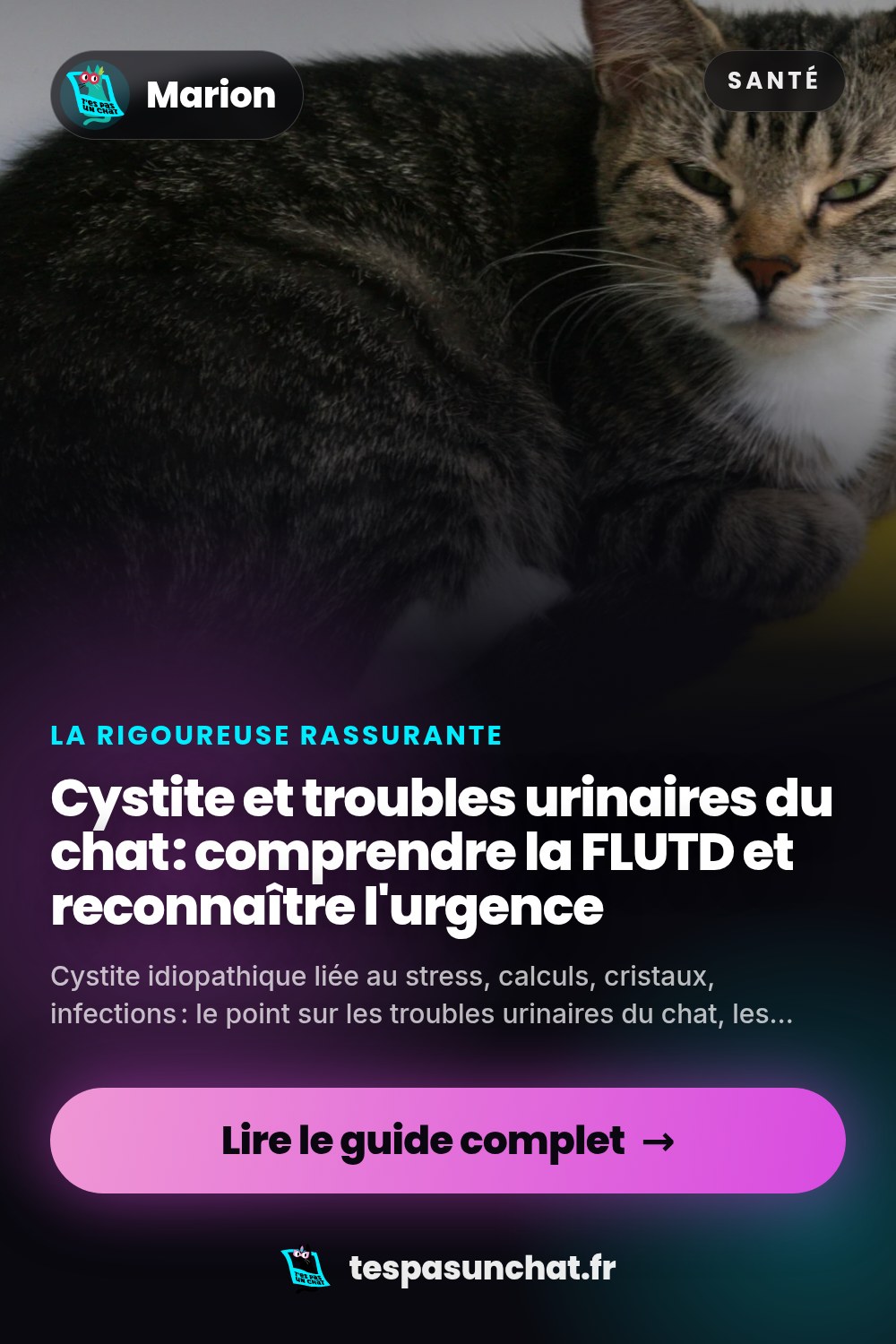 Cystite et troubles urinaires du chat : comprendre la FLUTD et reconnaître l'urgence