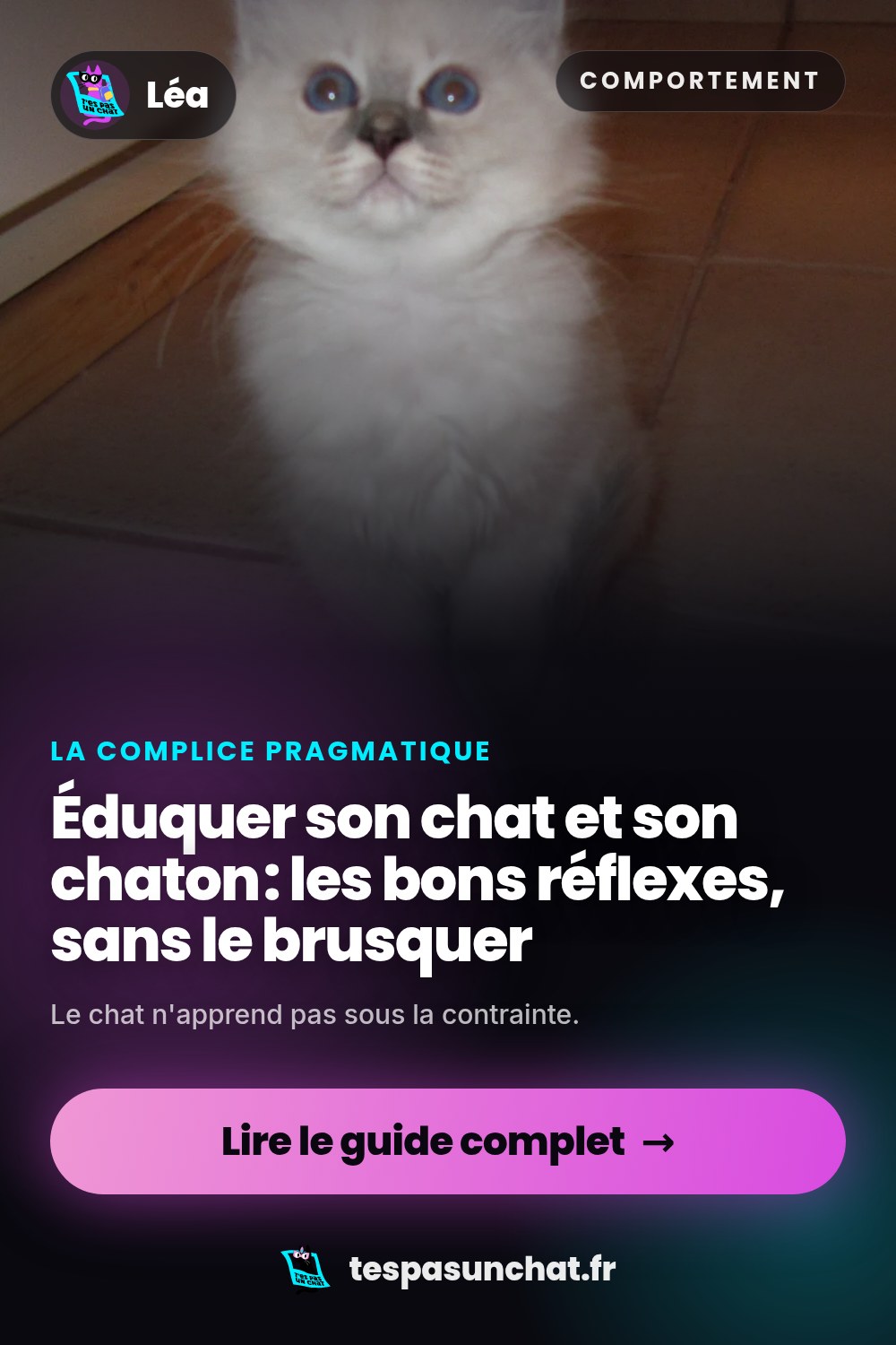 Éduquer son chat et son chaton : les bons réflexes, sans le brusquer