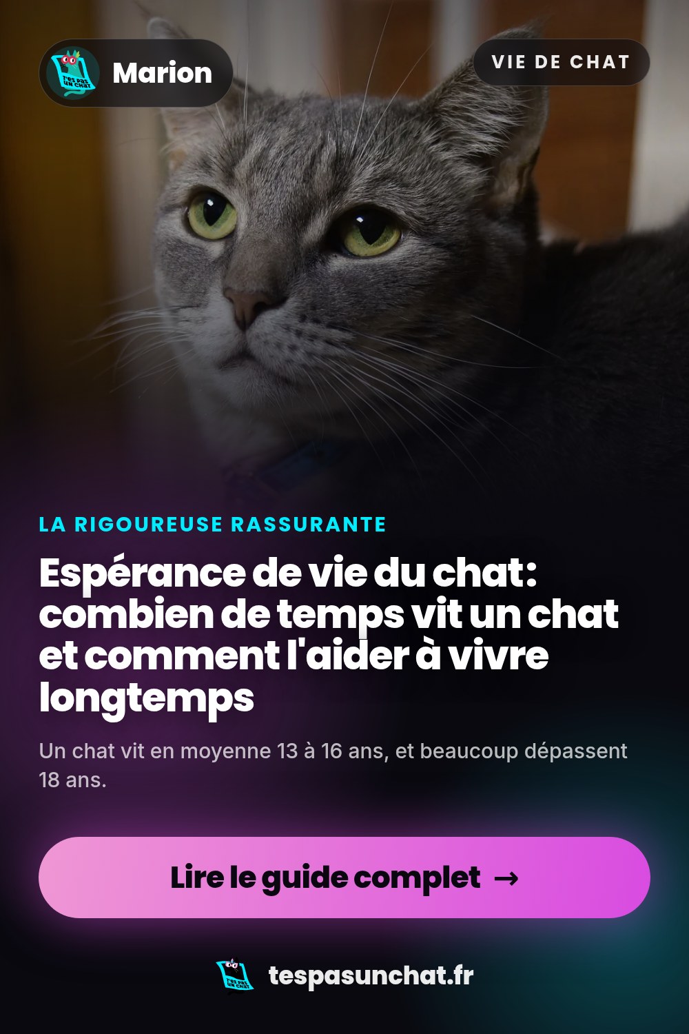 Espérance de vie du chat : combien de temps vit un chat et comment l'aider à vivre longtemps